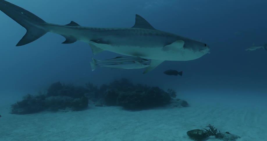 A shark and fish swim in the ocean