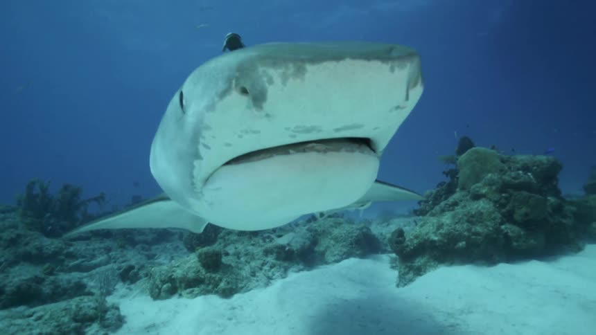 Sharks and fish swim in the ocean