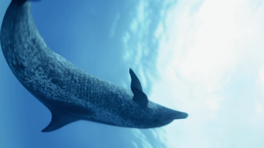 A dolphin is wiggling as it swims in the ocean during the day