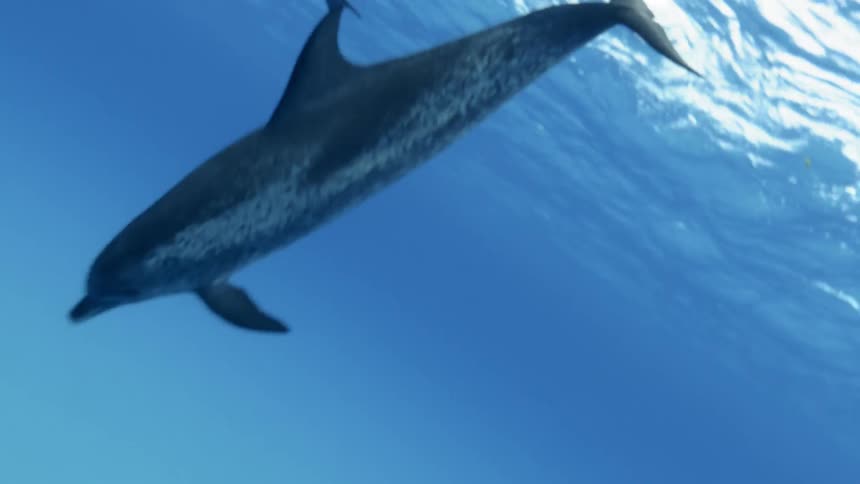 Dolphins swim back down from the surface