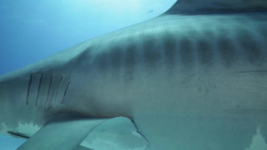 A large shark swims and turns around in the water