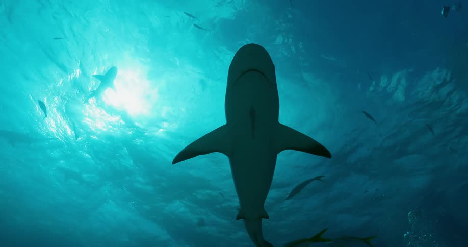 Sharks and fish swim under a boat