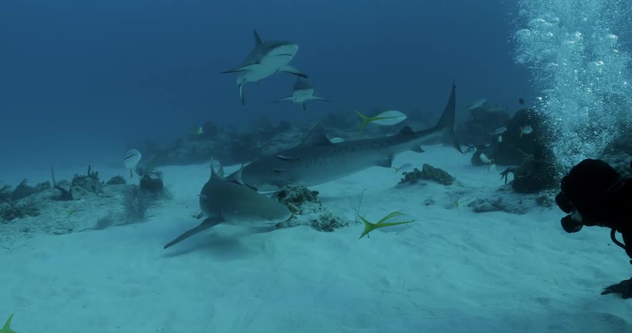 A diver swims at the bottom of the ocean with sharks