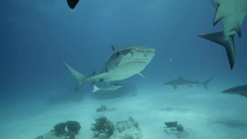 A group of sharks swimming near the bottom of the ocean