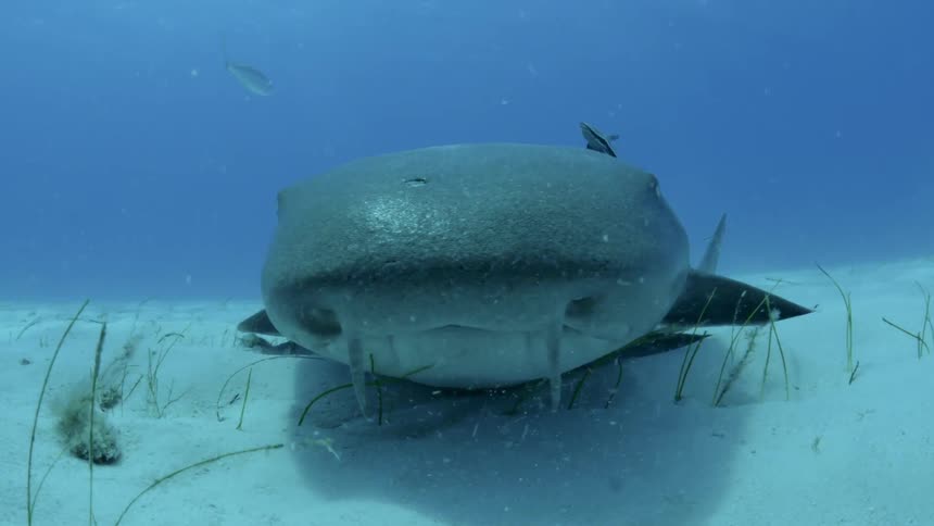 A shark is settling on the ocean floor during the day