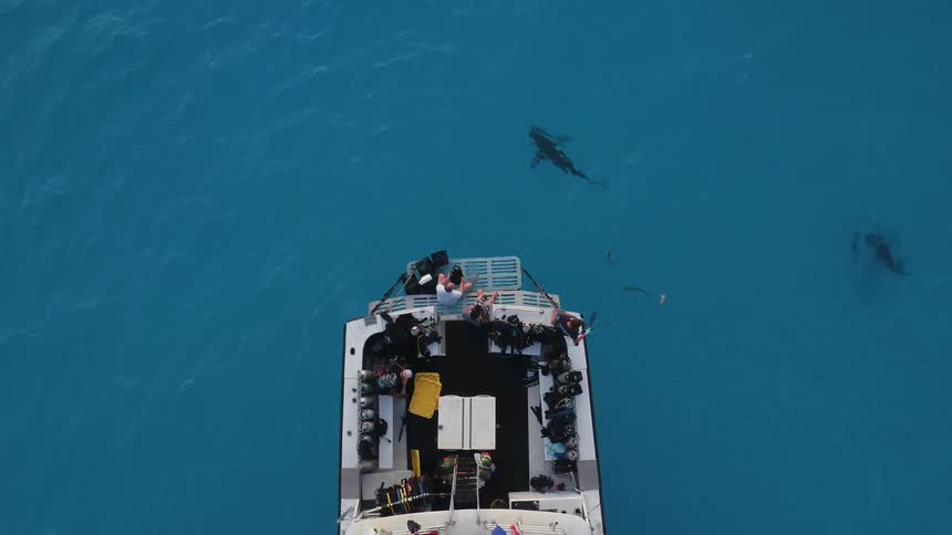 A shark is swimming around a boat
