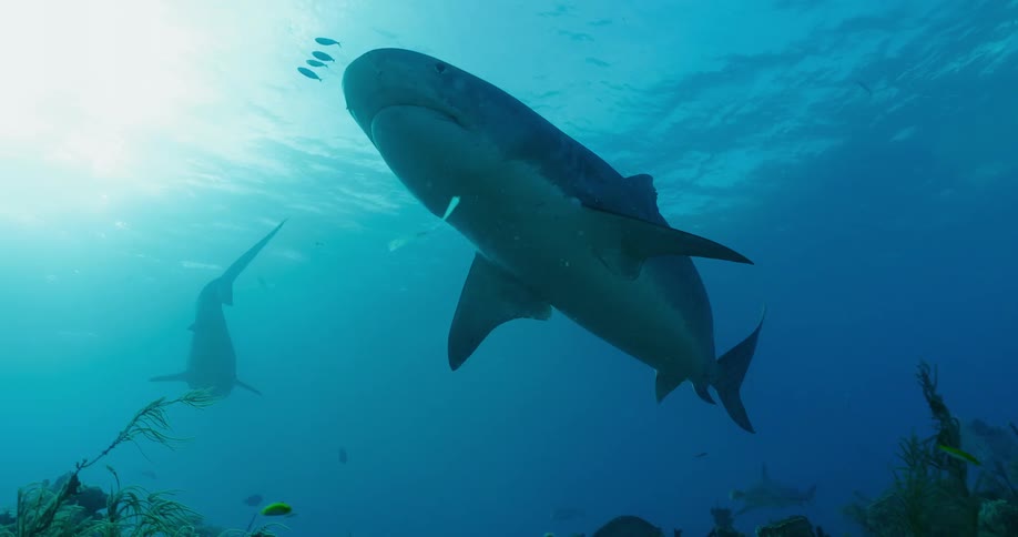 Sharks and fish swim underwater