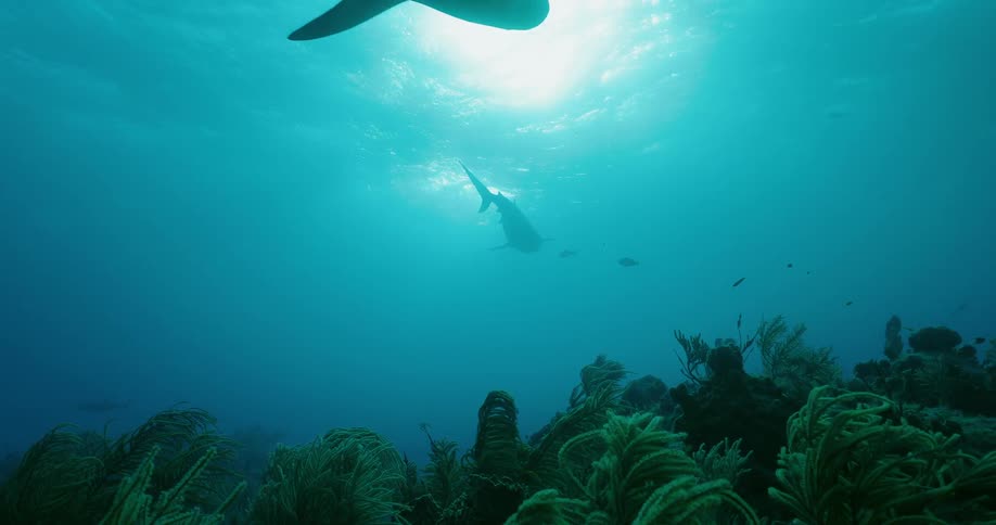 The shark is swimming towards the top of the water ahead