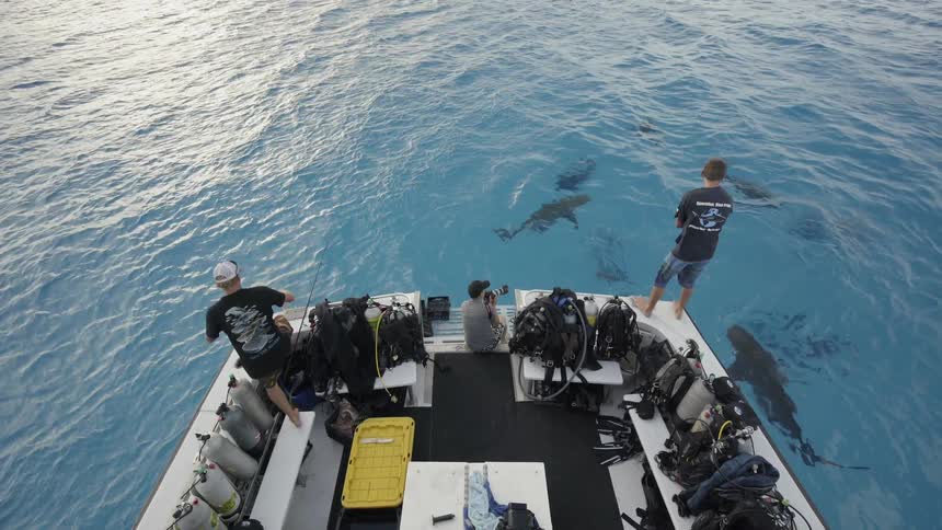 A man throws bait to sharks from a boat on the ocean