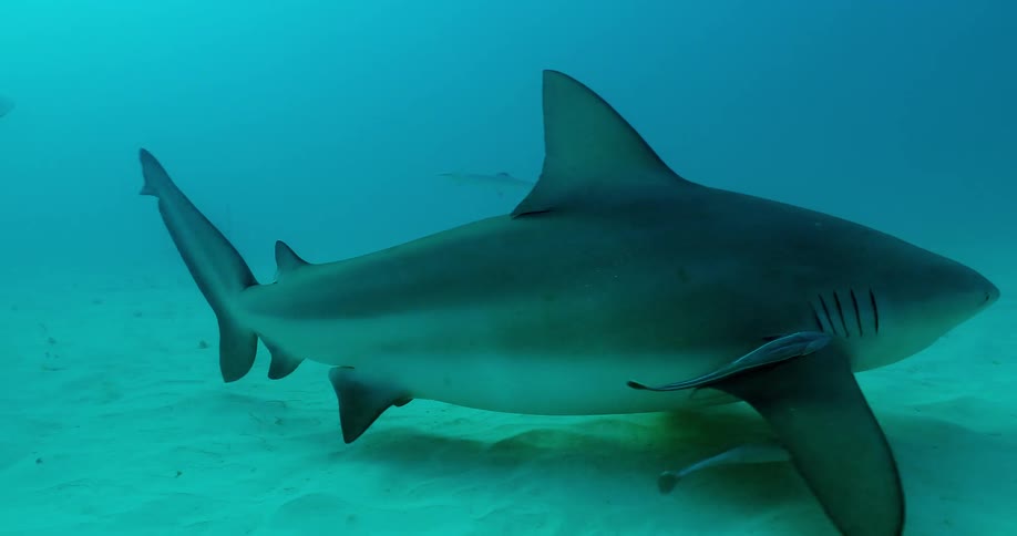 A diver is filming a shark as it swims along the ocean floor during the day