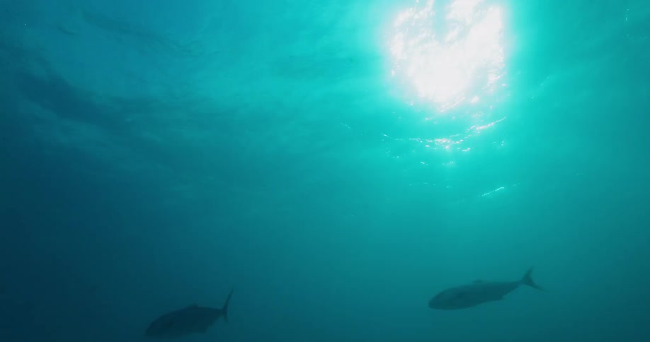 Fish swim in the ocean