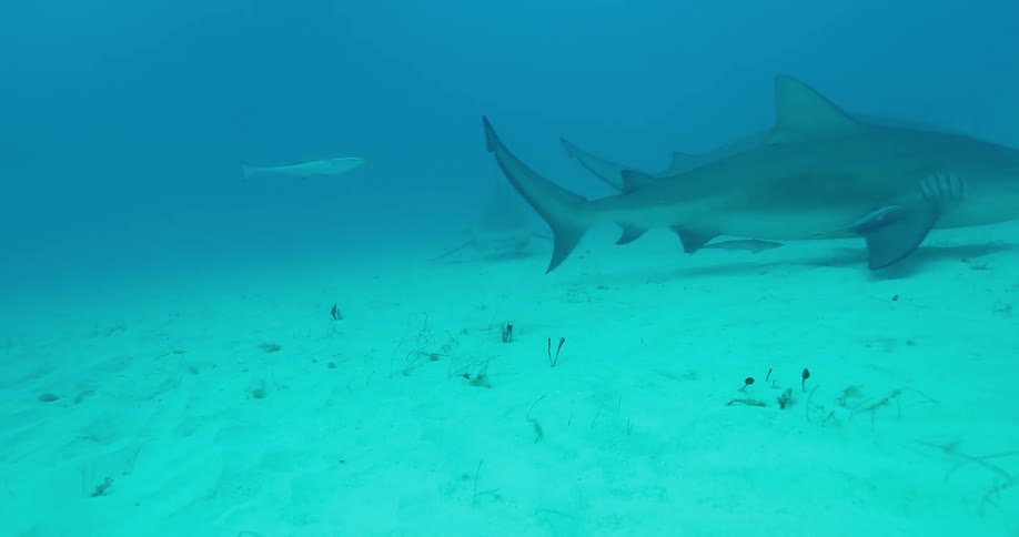 Sharks and fish swim in an ocean