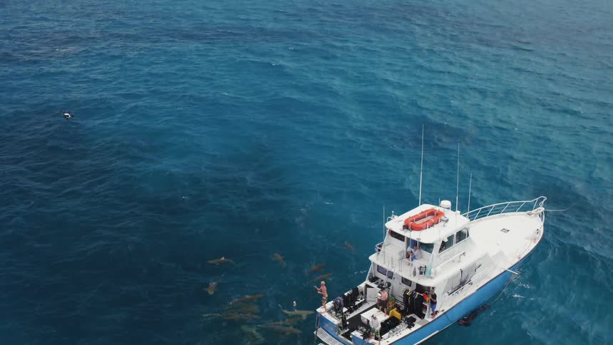 Sharks swarm around a boat on the ocean