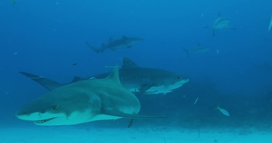 Sharks and fish swim in the ocean