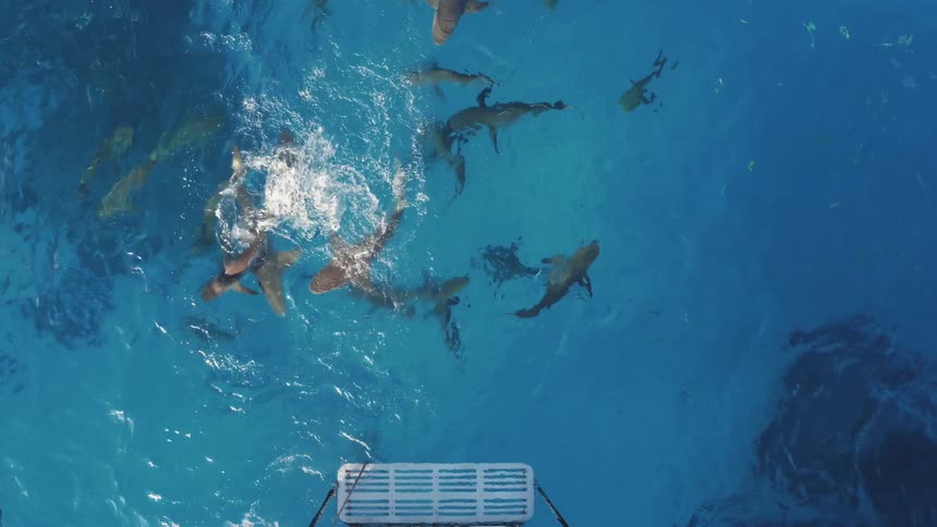 Sharks and fish swim around a boat
