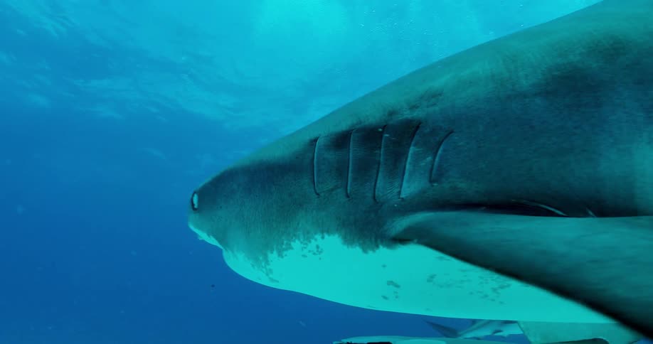 Divers are watching and filming a shark as it swims near the ocean floor during the day