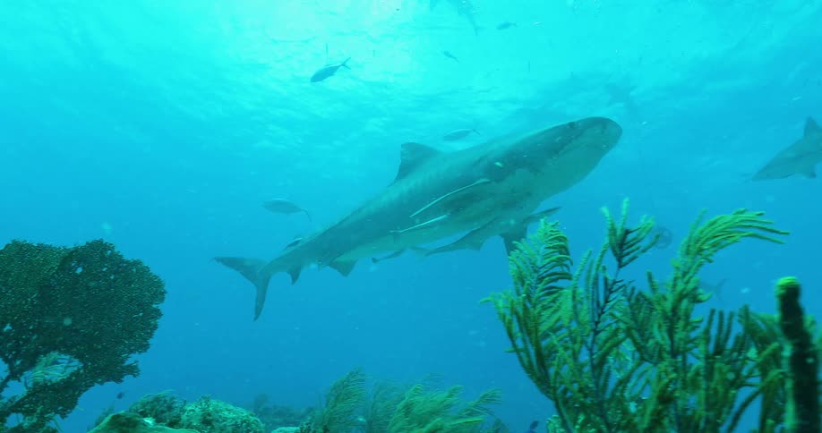 Sharks and fish swim over the plants on a reef