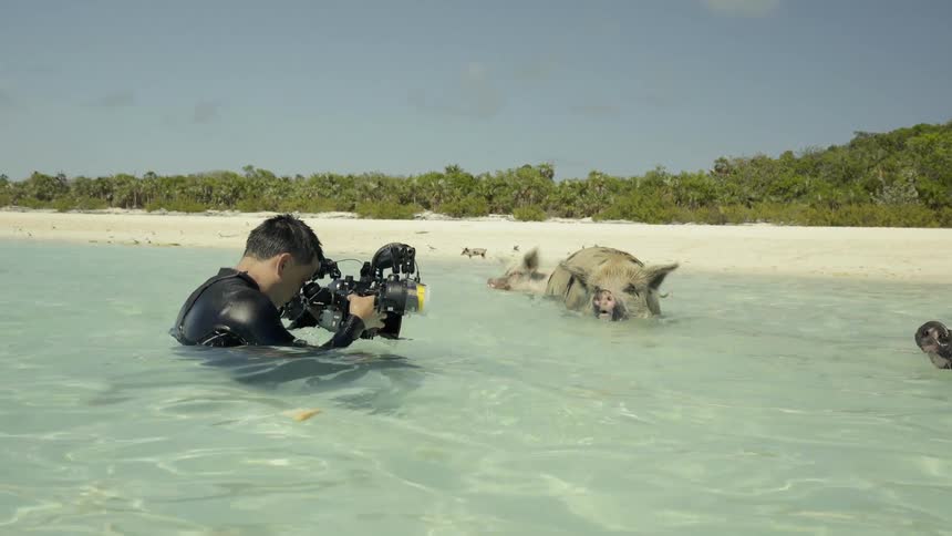 A man photographs pigs swimming in shallow beach water