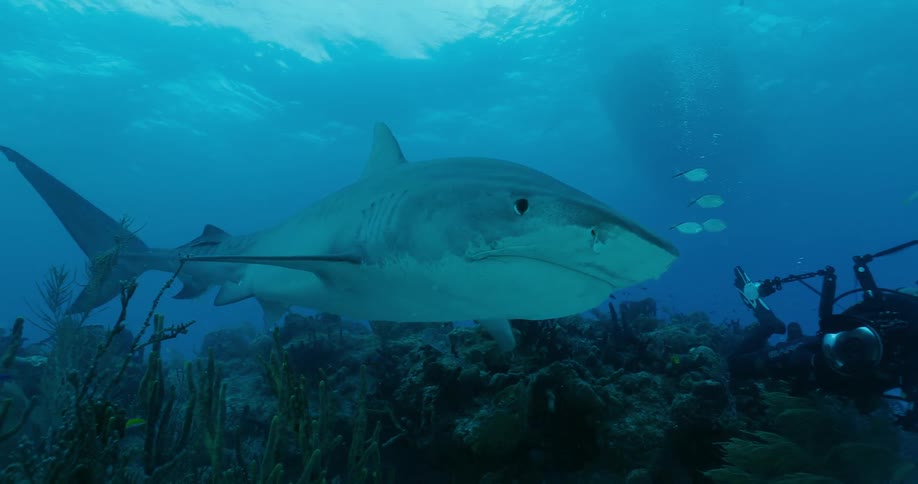 Divers swim with sharks in the ocean