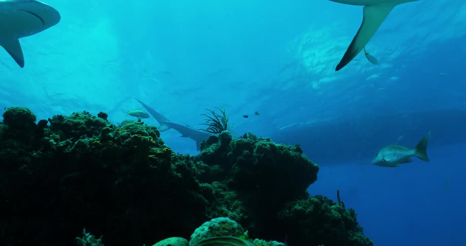 Sharks and fish swim over the reef