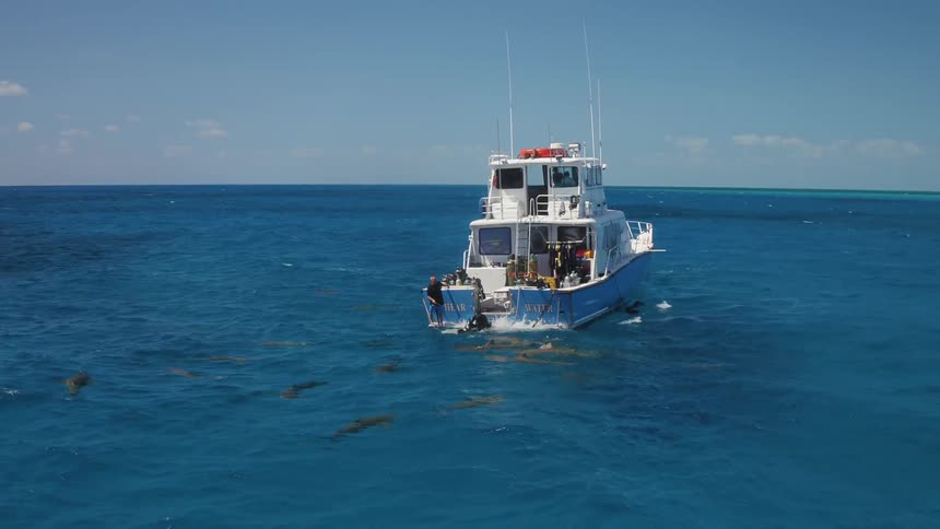 A boat throws chum into the water as sharks gather