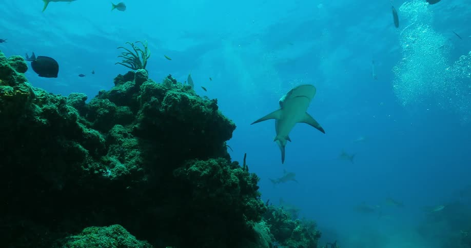 Fish swim near coral reef in the ocean