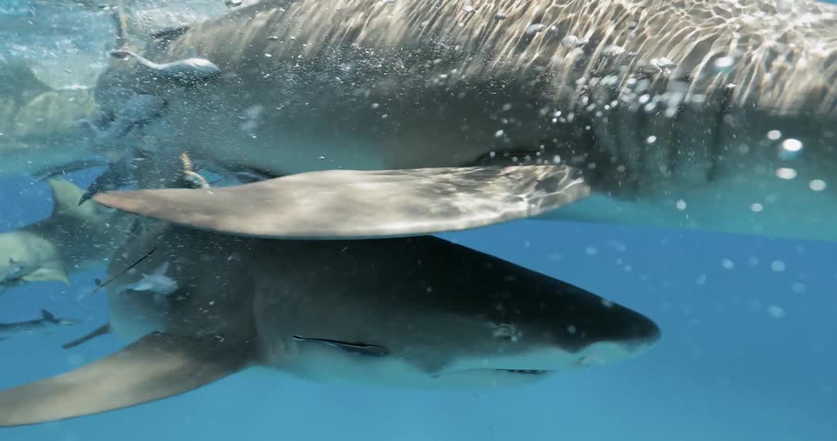 A group of sharks are swimming around each other
