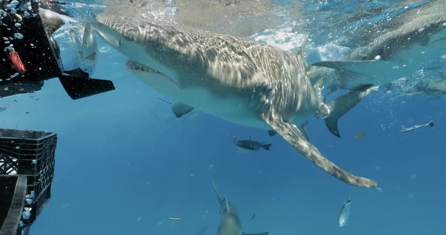 Sharks swim near a boat in the ocean