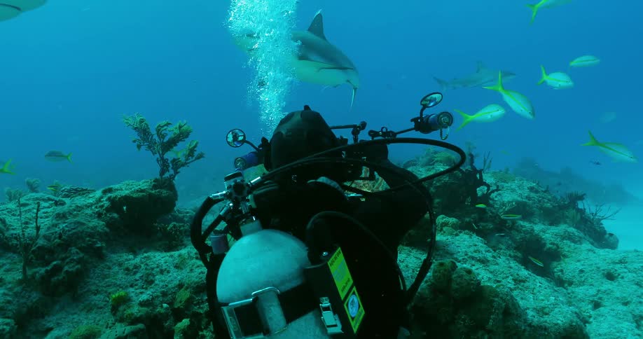 A diver photographs fish and sharks in the ocean