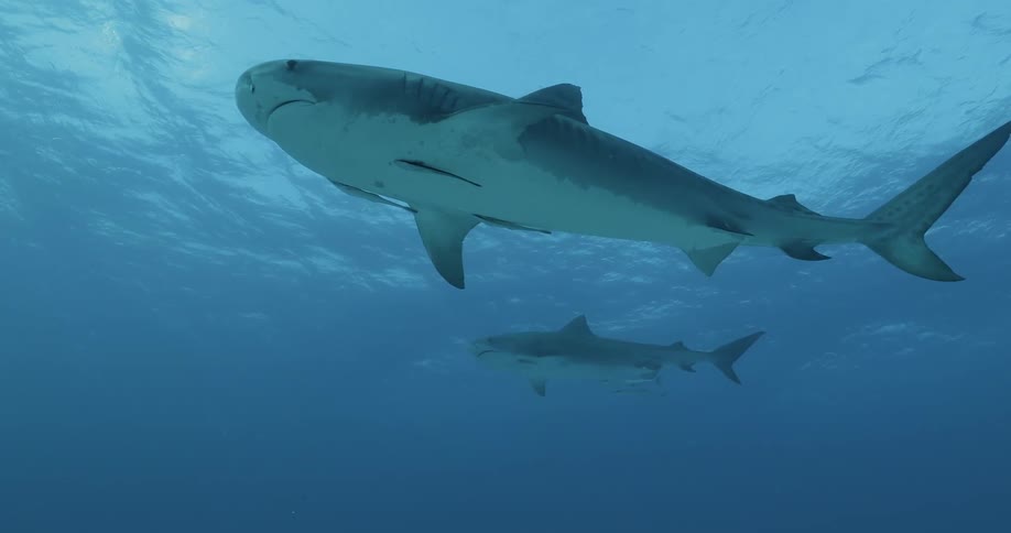 Sharks swim in an ocean