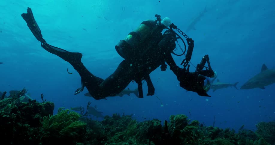 A diver swims with sharks in the ocean