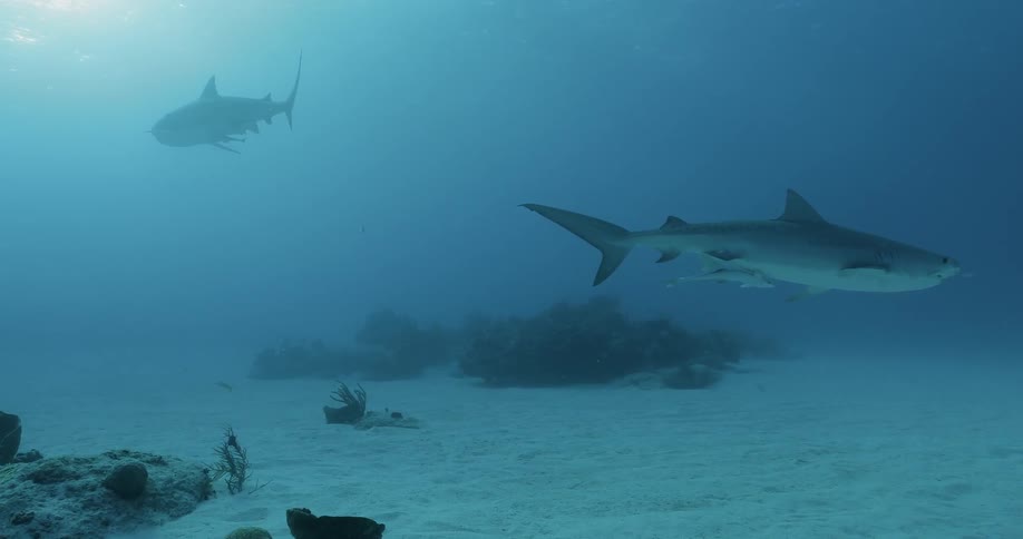 Sharks are swimming at the bottom of the ocean