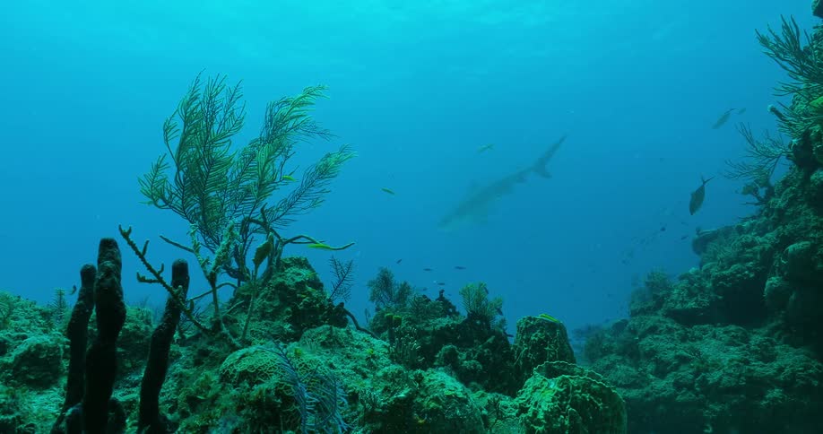 Shark swims in the ocean near small fish
