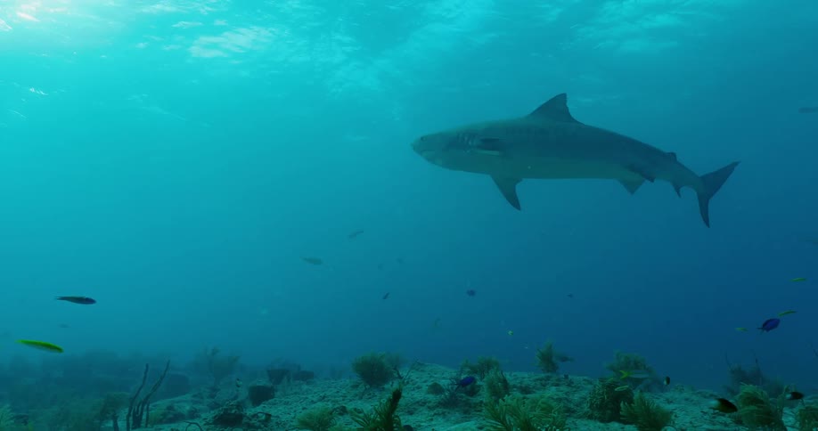 Sharks and fish swim in the ocean