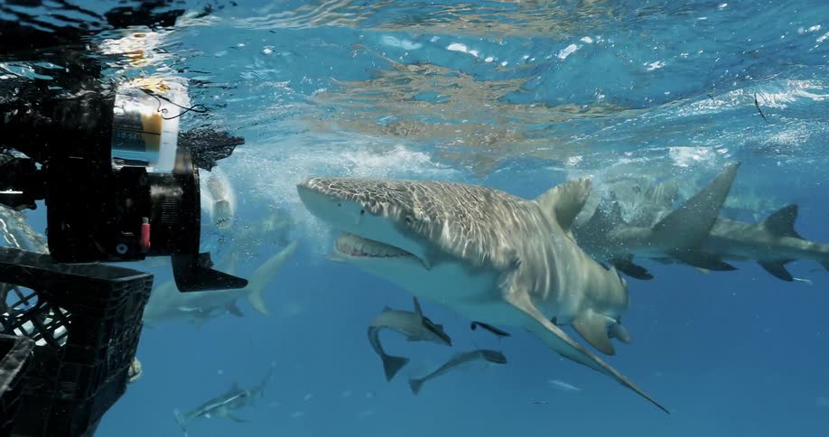 Sharks swim near a boat in the ocean