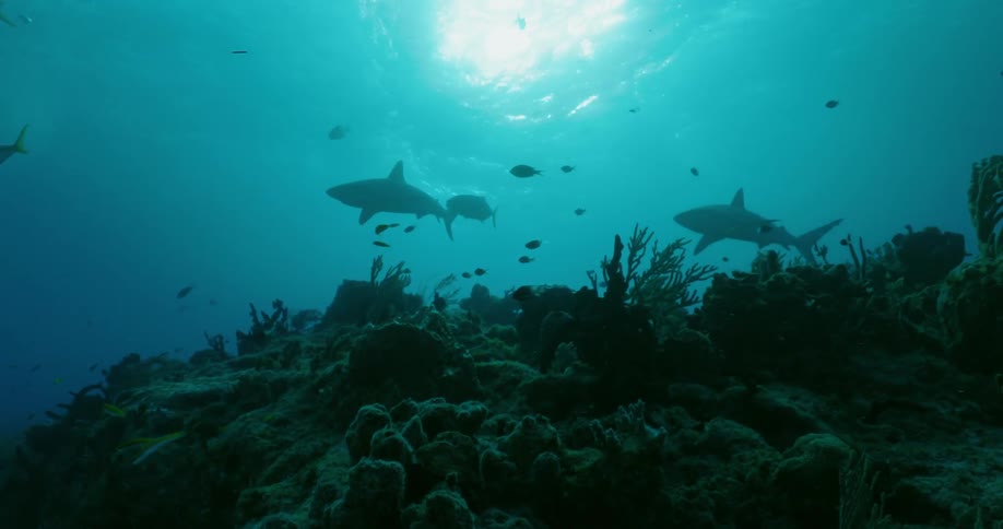 Sharks and fish swim in the ocean