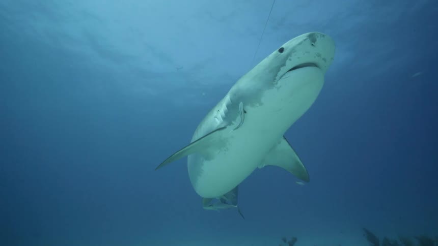 A shark swims in the ocean