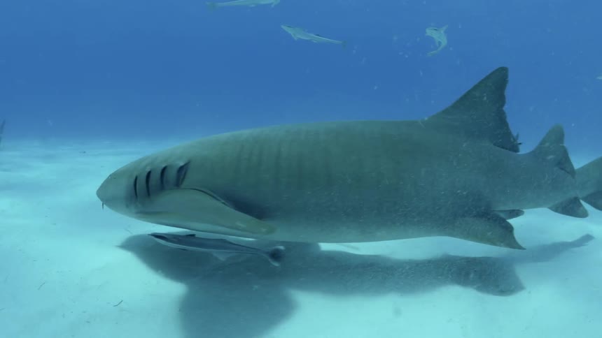 Sharks swimming at the bottom of the ocean
