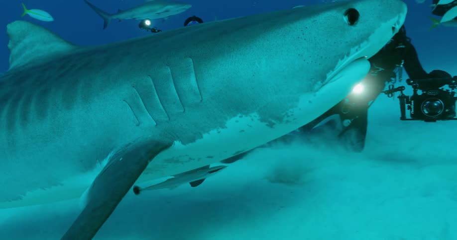 Divers swim with sharks and fish in the ocean