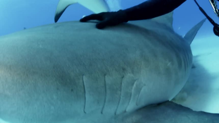 A diver pets the head of a shark