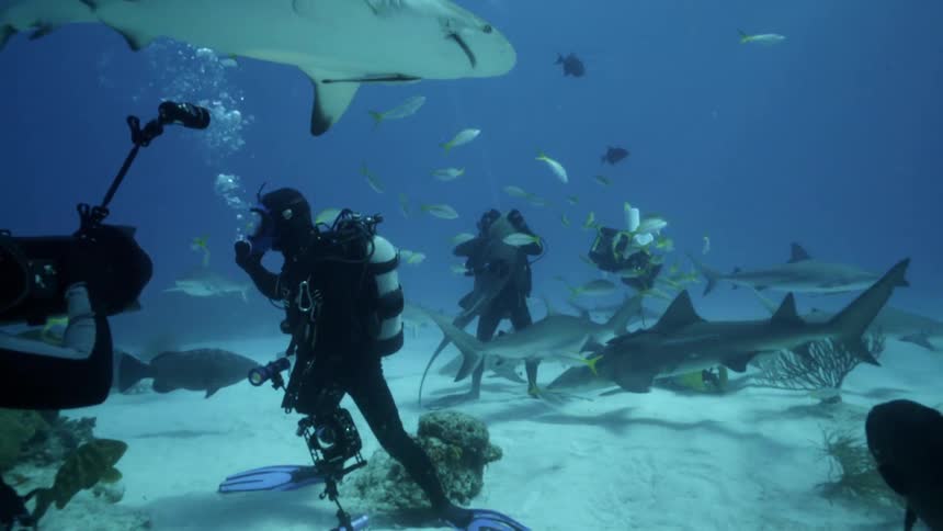 Divers swim with sharks and fish in the ocean
