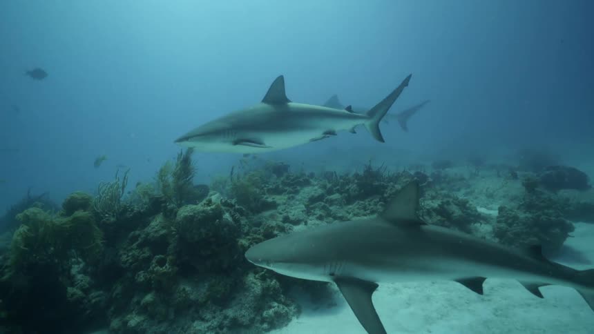 Sharks and fish swim in the ocean