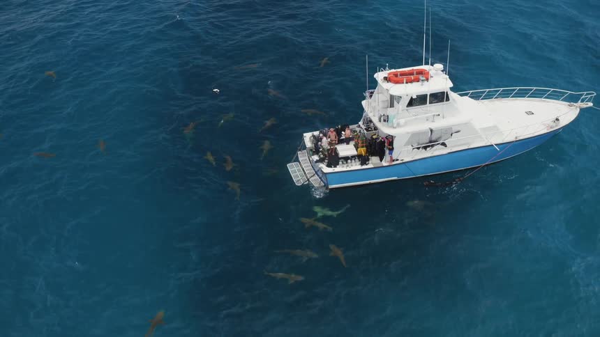 Sharks swarm near a boat in the ocean
