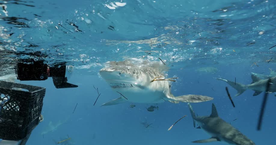 Sharks swim around chummed waters