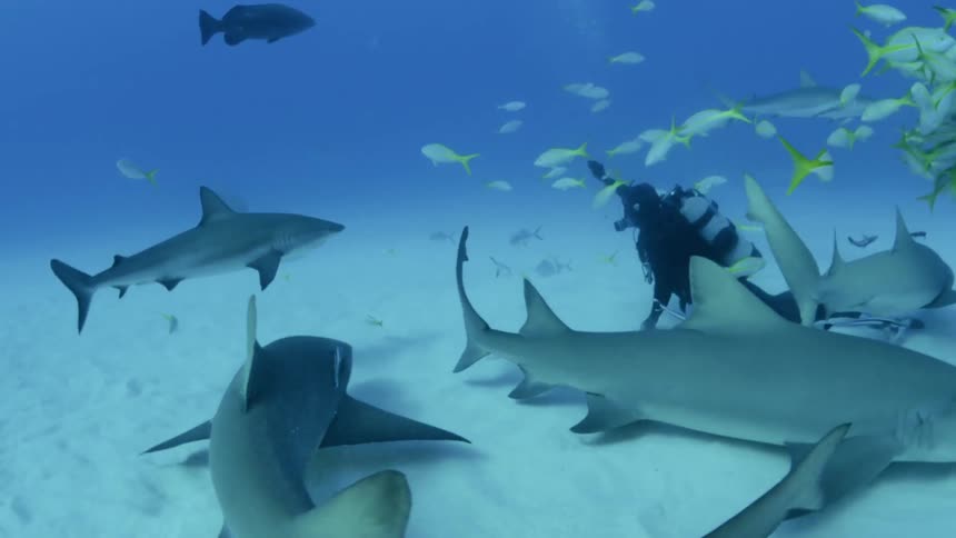 A diver swims at the bottom of the ocean with sharks and fish