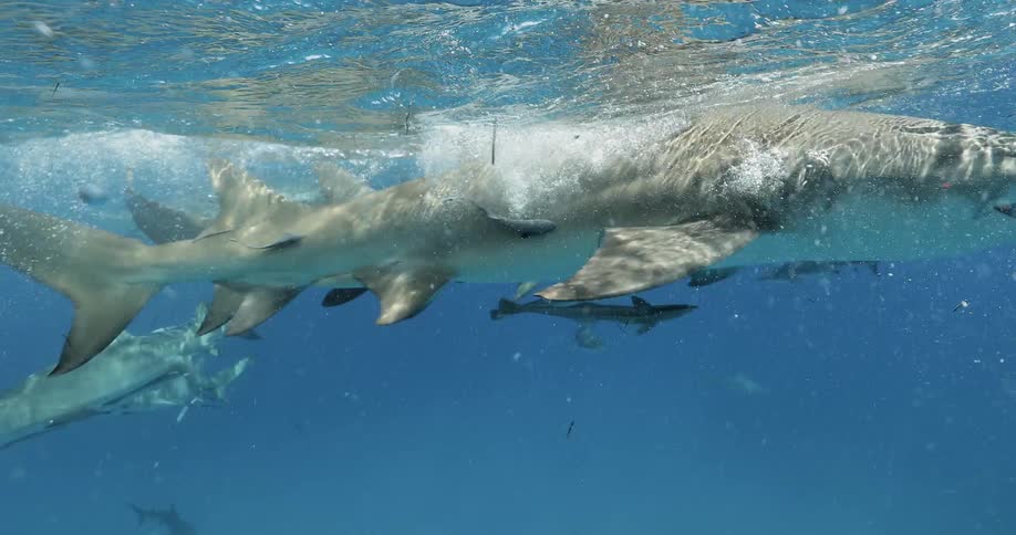 Sharks and fish swim in the ocean