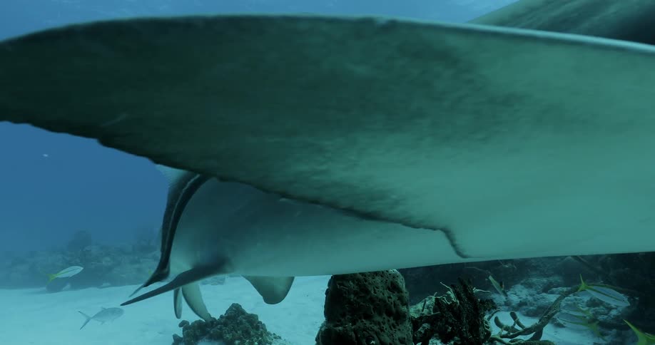 Sharks and fish swim in the ocean