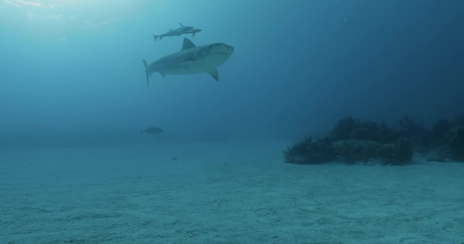 A shark and fish swim in the ocean
