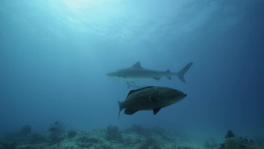 Sharks and fish swim at the bottom of the ocean
