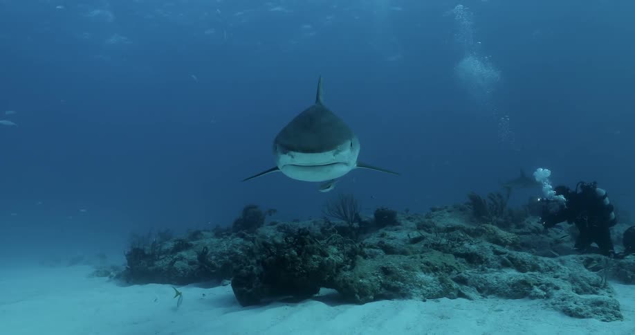 A diver swims with sharks in the ocean
